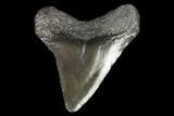 Juvenile Megalodon Tooth - Georgia #101393-1